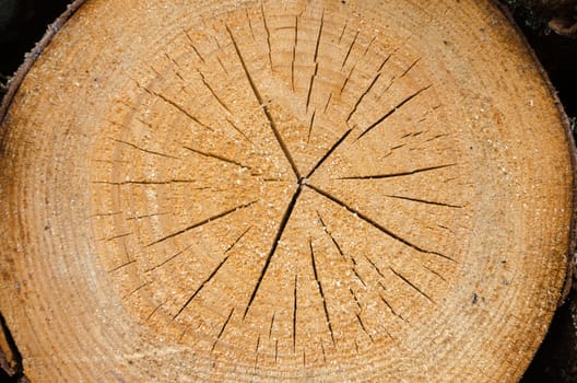 structure of the saw cut logs in the background