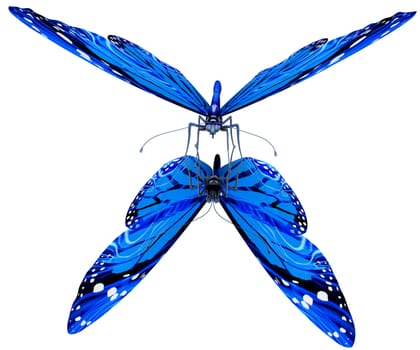 Butterfly on a white background