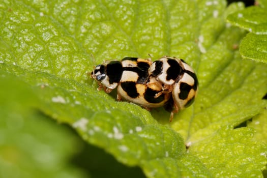 Coupling ladybugs on a green leaf