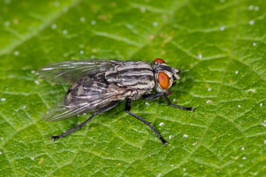 A fly on a a blue leaf