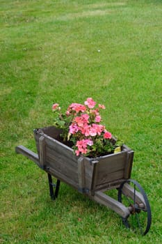 Pink Flowers in decorative wheel barrow