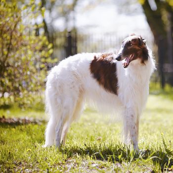 Hunting dog. Borzoi. White dog with spots. Dog for hunting.