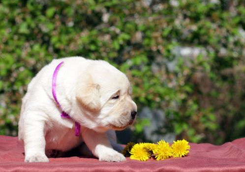 newborn happy yellow labrador puppy in spring with dandelions