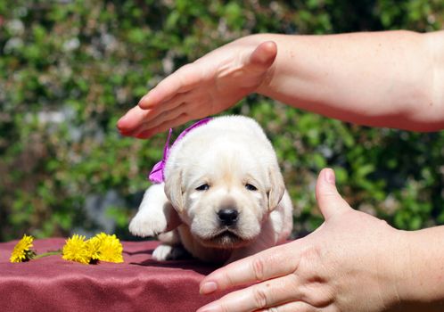 newborn happy yellow labrador puppy in spring with dandelions and hands