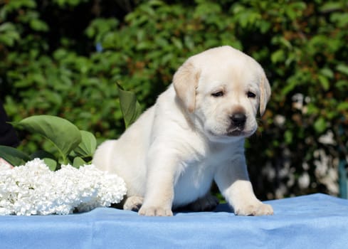 happy yellow labrador puppy in spring with flowers