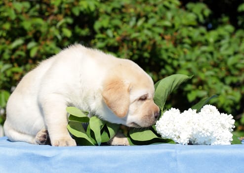 happy yellow labrador puppy in spring with white flowers