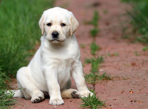 yellow labrador puppy sitting in the garden