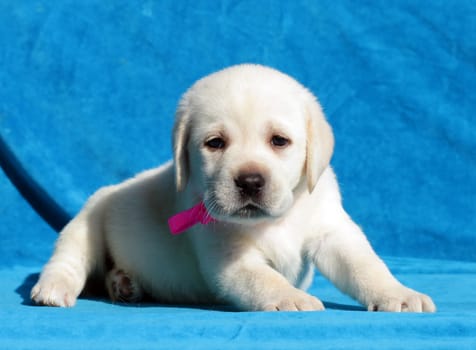 yellow labrador puppy sitting on blue background