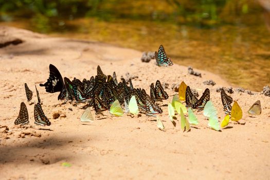 Group of butterflies around pond in the forest
