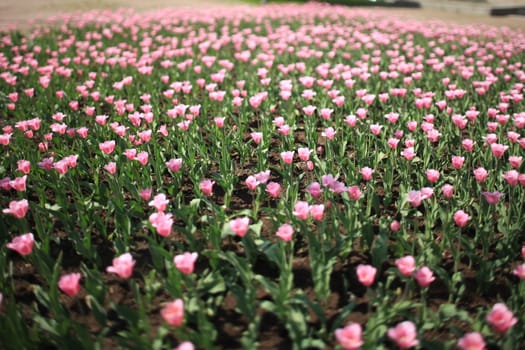  field with millions of pink tulips in the St. Petersburg