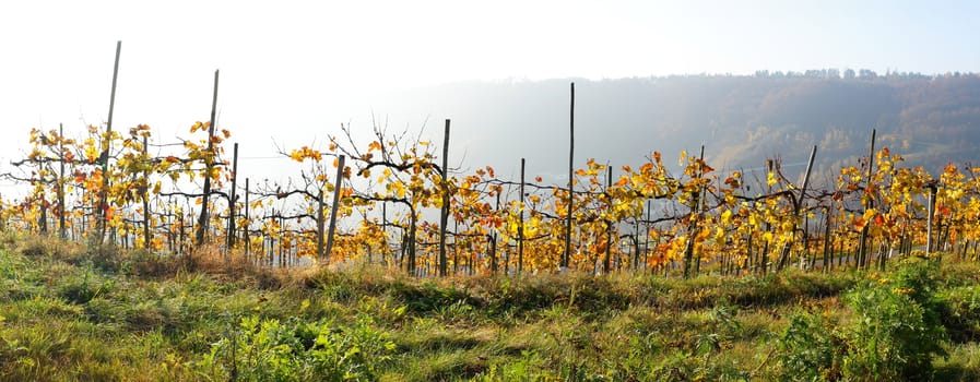 gelber Spätburgunder Weinberg bei Enkirch an der Mosel Panorama