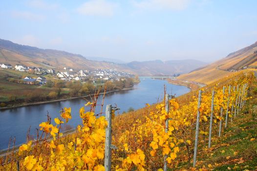 Reil an der Mosel im Herbst
