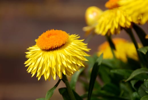 Bright yellow and orange strawflower (bracteantha) flowers