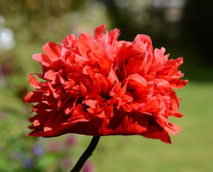 Close-up of red peony poppy with frilly petals