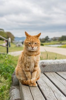 Ginger cat sit on the bench in Kyoto, Japan.