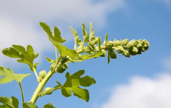 Unopened hollyhock flower stem bends against the blue sky