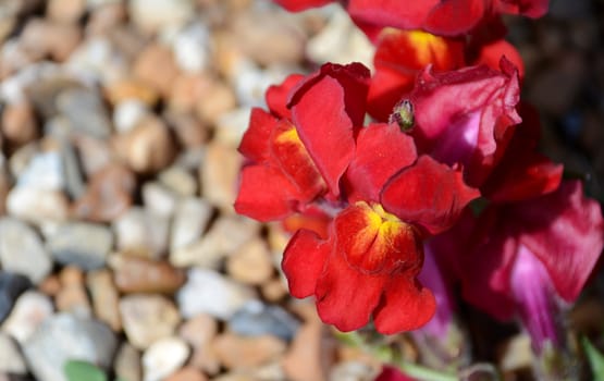 Red snapdragon flowers against gravel background