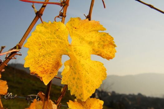 gelbes Weinblatt im Herbst

