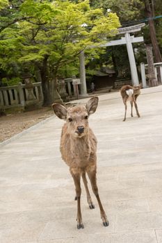 Deers stand on the way to the shrine of Kasuga Taisha in Nara, Japan.