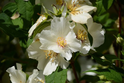 Close-up of fragrant white Mock Orange (Philadelphus) flowers