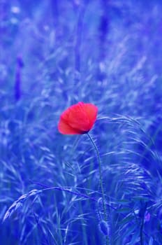 Red poppies blooming in the wild meadow