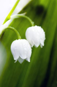 Close up of Lily of the valley 