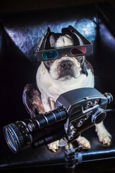A boston terrier with 3D glasses and an old video camera