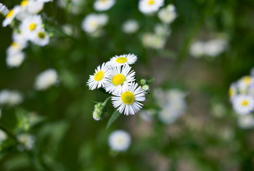 Several small daisies on green blurred background colors
