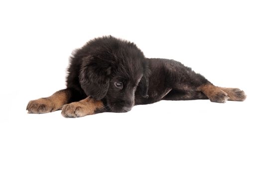 Adorable sad black and tan puppy laying on white