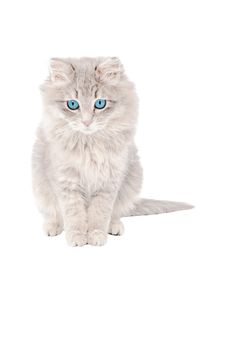 Sad fluffy grey kitten with blue eyes