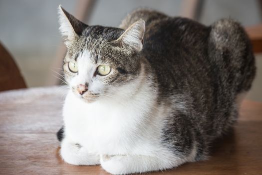 Siamese cat sitting on a wooden table, stock photo