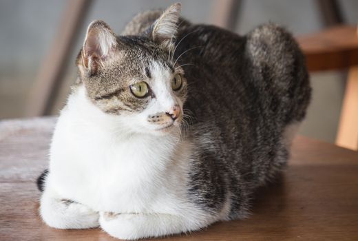 Siamese cat sitting on a wooden table, stock photo