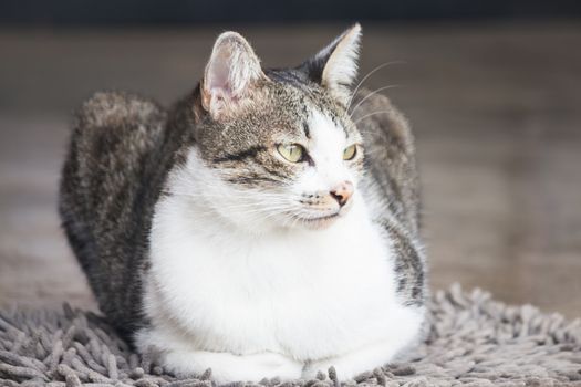 Siamese cat sitting on carpet, stock photo