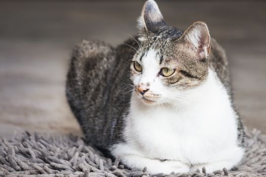 Siamese cat sitting on carpet, stock photo