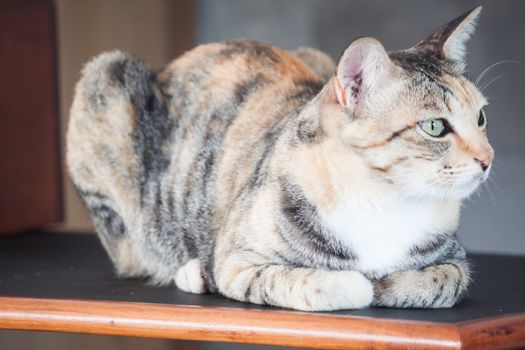 Female cat sitting on wooden shelf, stock photo