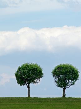 Two Circle Shaped Trees on Green Meadow against Blue Cloudy Sky Outdoors