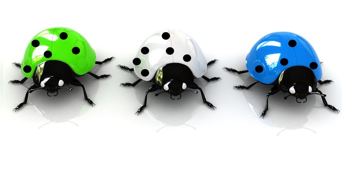 Ladybirds on a white background