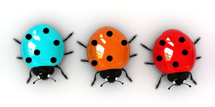 Ladybirds on a white background