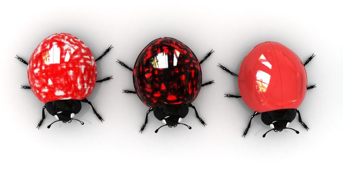 Ladybirds on a white background