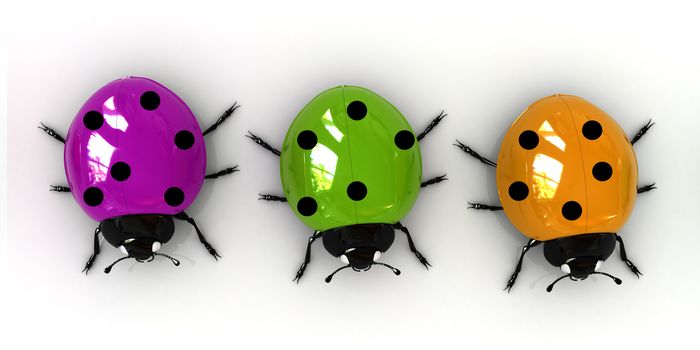 Ladybirds on a white background