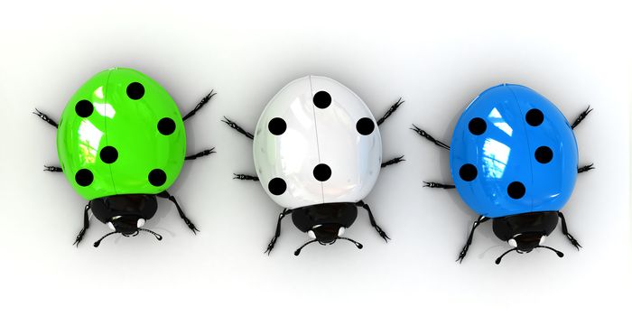 Ladybirds on a white background