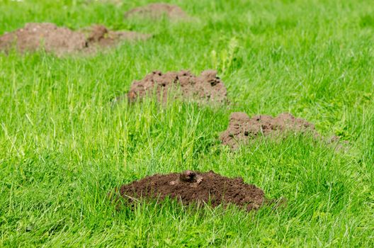 Mole hills on lawn grass and animal head in soil. Enemy for beautiful lawn.