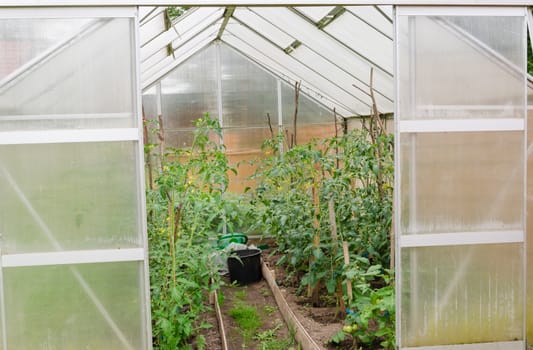 tomato seedlings in the open rural plastic greenhous door