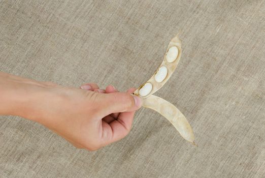 woman hand hold open pod with three dried white beans