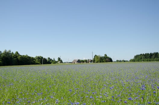 wide summer cornflower meadow horizon