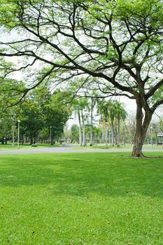 Green tree in tropical garden