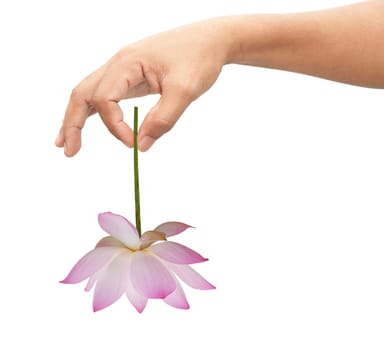 Adult man hand holding lotus