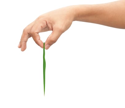 Adult man hand holding grass