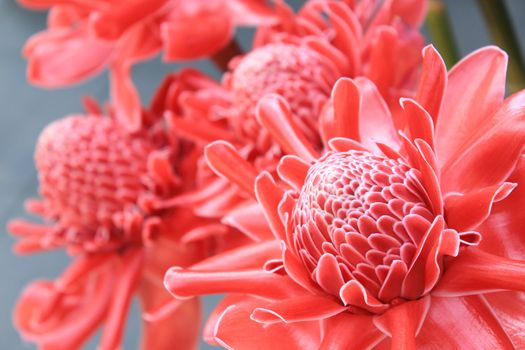 Torch ginger