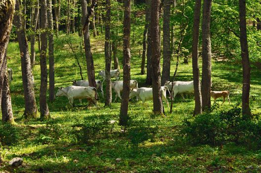 Mountain forest in Italy. Cattle grazing
